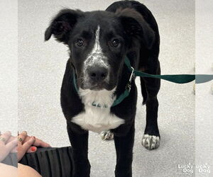 Borador Dogs for adoption in Washington, DC, USA