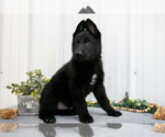 Small #2 German Shepherd Dog