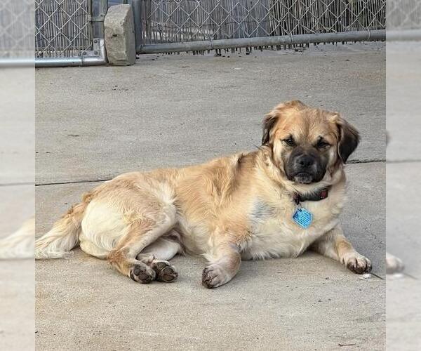 Medium Photo #4 Malti-pug Puppy For Sale in San Diego, CA, USA