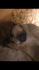 Belgian Malinois Puppy for sale in MARION, AL, USA
