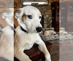 Small #1 Labrador Retriever Mix