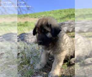Sarplaninac (Illyrian Sheepdog ) Puppy for sale in HOOD RIVER, OR, USA