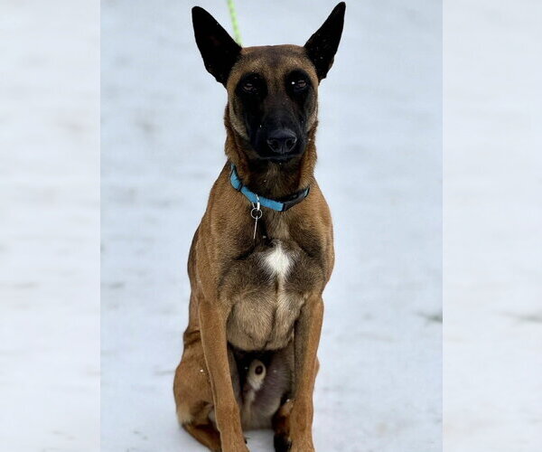 Medium Photo #1 Mutt Puppy For Sale in Imlay City, MI, USA