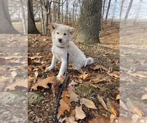 Shiba Inu Puppy for sale in STELLA, MO, USA