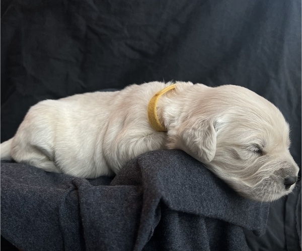 Medium Photo #5 Golden Retriever Puppy For Sale in ALPENA, MI, USA