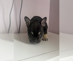 Small #3 French Bulldog