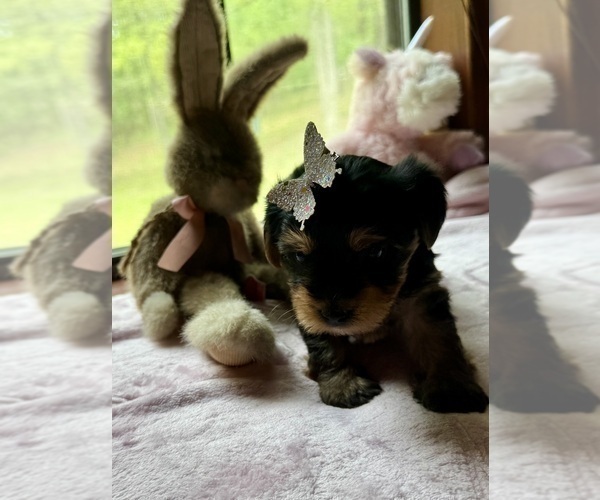 Medium Photo #2 Yorkshire Terrier Puppy For Sale in BROOKHAVEN, MS, USA
