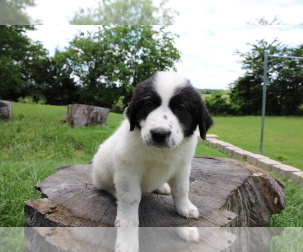 Medium Photo #3 Great Pyrenees Puppy For Sale in WILLS POINT, TX, USA