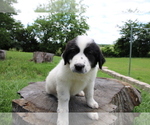 Small Photo #3 Great Pyrenees Puppy For Sale in WILLS POINT, TX, USA
