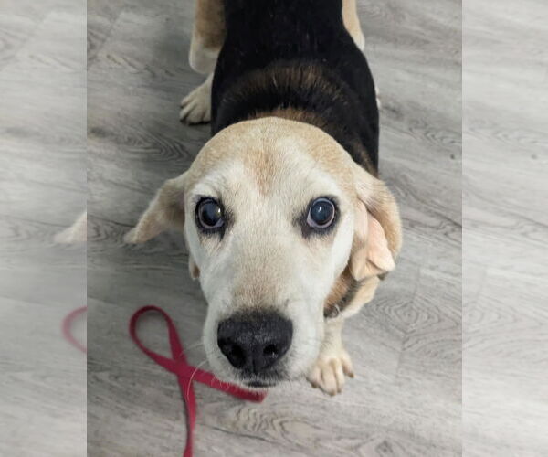 Medium Photo #9 Beagle Puppy For Sale in Dunnellon, FL, USA