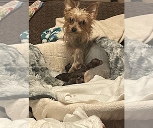 Mother of the Yorkshire Terrier puppies born on 07/17/2025