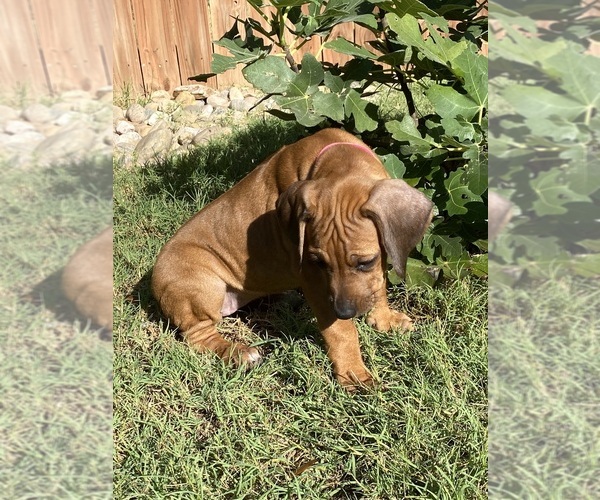 Medium Photo #28 Rhodesian Ridgeback Puppy For Sale in KELLER, TX, USA