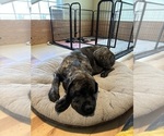 Small Photo #23 Mastiff Puppy For Sale in MIDDLETOWN, DE, USA