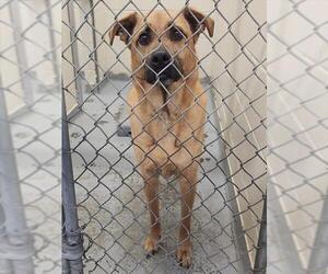 German Shepherd Dog-Unknown Mix Dogs for adoption in Anchorage, AK, USA