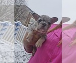 Small Photo #13 French Bulldog Puppy For Sale in GLEN BURNIE, MD, USA