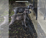Small #17 Cane Corso