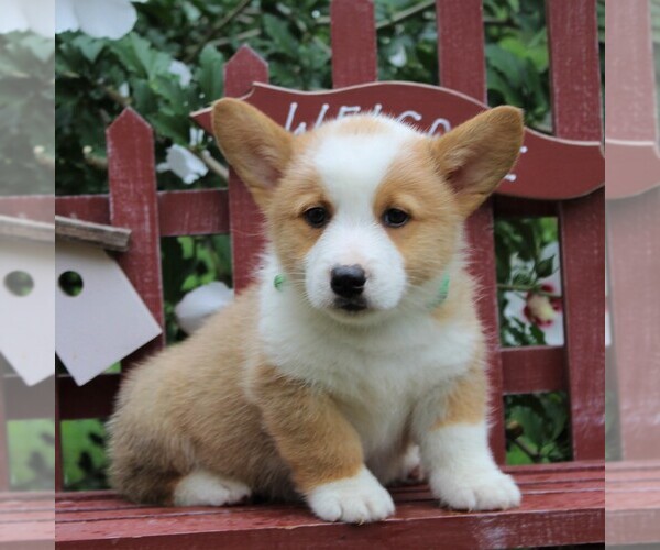 View Ad: Pembroke Welsh Corgi Puppy for Sale near In Netherlands