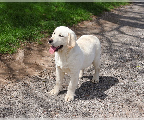 Medium Photo #5 Labrador Retriever Puppy For Sale in SYRACUSE, IN, USA