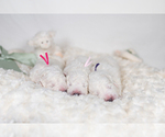 Small #12 Great Pyrenees