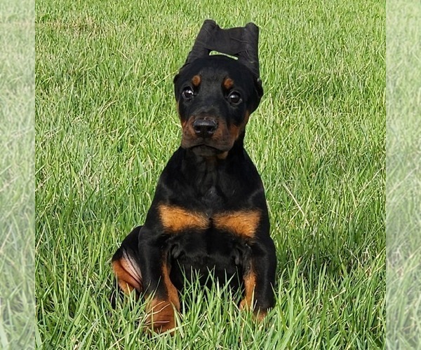 Medium Photo #2 Doberman Pinscher Puppy For Sale in MARYSVILLE, IN, USA
