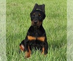 Small #1 Doberman Pinscher