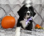 Small Photo #1 Bernedoodle Puppy For Sale in LANCASTER, PA, USA