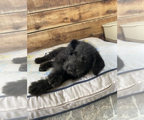Medium Photo #3 Labradoodle Puppy For Sale in WALSTONBURG, NC, USA