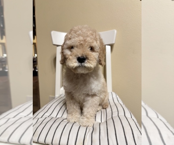 Medium Photo #8 Cockapoo (Miniature) Puppy For Sale in BUCKLEY, WA, USA