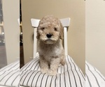 Small #7 Cockapoo (Miniature)