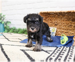 Small #13 Schnauzer (Miniature)