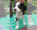 Small #64 Australian Shepherd-Cavalier King Charles Spaniel Mix