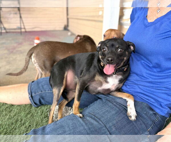 Medium Photo #1 Chipin Puppy For Sale in phoenix, AZ, USA