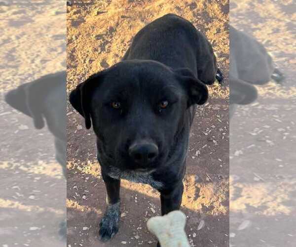 Medium Photo #2 Labrador Retriever-Unknown Mix Puppy For Sale in phoenix, AZ, USA