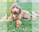 Small Photo #1 Goldendoodle (Miniature) Puppy For Sale in CANTON, GA, USA
