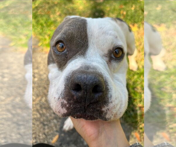 Medium Photo #2 American Pit Bull Terrier-American Staffordshire Terrier Mix Puppy For Sale in Chester, VA, USA