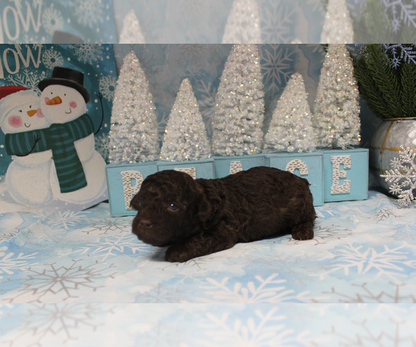 Medium Photo #5 Poodle (Toy) Puppy For Sale in CHANUTE, KS, USA