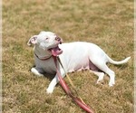 Small #3 American Pit Bull Terrier Mix