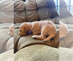 Puppy 6 Goldendoodle-Poodle (Standard) Mix