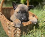 Small #9 Belgian Malinois