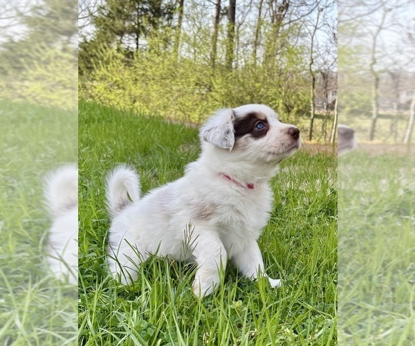Medium Photo #6 Border Collie Puppy For Sale in MARYVILLE, TN, USA
