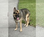 Small #4 German Shepherd Dog