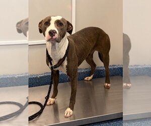 26-319 Flower - Female Mutt Dog for Adoption - Photo #3