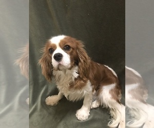 Father of the Cavalier King Charles Spaniel puppies born on 11/23/2022