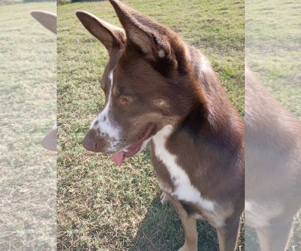 Medium Photo #3 Australian Kelpie-Australian Shepherd Mix Puppy For Sale in McKinney, TX, USA