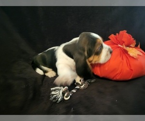 Basset Hound Puppy for Sale in CLAREMORE, Oklahoma USA