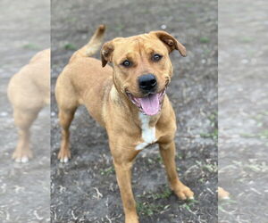 Labrador Retriever-Unknown Mix Dogs for adoption in Virginia Beach, VA, USA