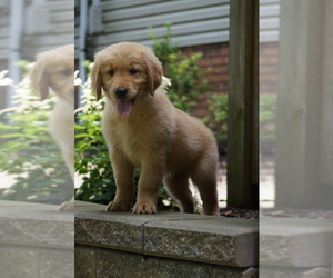 Golden Retriever Puppy for sale in MILLERSBURG, OH, USA