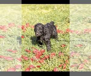 Poodle (Standard) Puppy for sale in STANFIELD, NC, USA