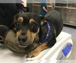 MYRA - Female Chihuahua-Unknown Mix Dog for Adoption - Small photo