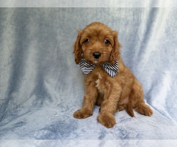Medium Photo #7 Cavapoo (Miniature) Puppy For Sale in LAKELAND, FL, USA